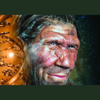 Neandertal Face Shape Was All Over the Air