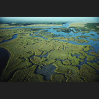 Wetlands Could Save Cities--and Money, Too