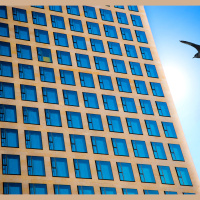 Why Some Birds Are Likely To Hit Buildings