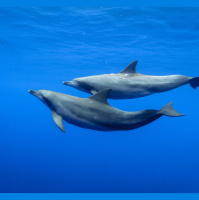 For Some Dolphins, the Key to Mating is Rolling with a Tight, Noisy Crew