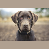 Dogs Teach Bomb-Sniffing Machines New Tricks