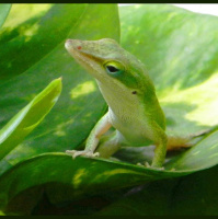 Cold Snap Shapes Lizard Survivors