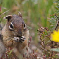 During a Rodent Quadrathlon, Researchers Learn That Ground Squirrels Have Personalities