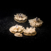 Even Jellyfish Need a Nap