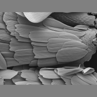 Which Came First, the Proboscis or the Flower?