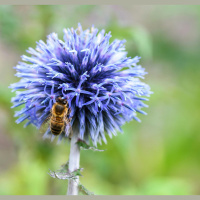 Bees Have a Goldilocks Lawn Mow Schedule