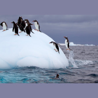 Penguin Poop Helps Biodiversity Bloom in Antarctica