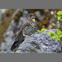 Sweet Song Gives Away New Bird Species