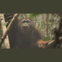 Just like People, Orangutans Get Smokers Voice