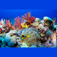 Fishy Trick Lures Life Back to Coral Reefs