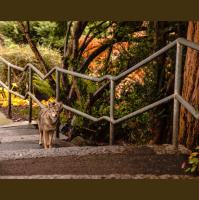 Coyotes Eat Everything from Fruits to Cats