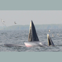 Polluted Water Whale Invents New Feeding Strategy