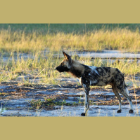 1 Sneeze, 1 Vote among African Wild Dogs