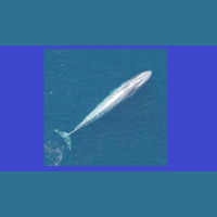 Undersea Recordings Reveal a Whales Tale