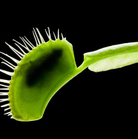 A Remote-Controlled Carnivorous Plant?