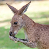 Kangaroos with Puppy Dog Eyes