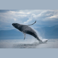 Humpback Whales Swap Songs at Island Hub