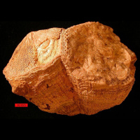 Ancient Clam Shell Reveals Shorter Day Length