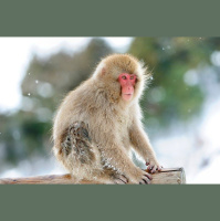 Aggressed-Upon Monkeys Take Revenge on Aggressors Cronies