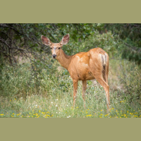 Animal Migrations Track Climate Change
