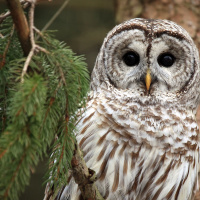 Barred Owls Invade the Sierra Nevada