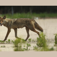 Urban Coyote Evolution Favors the Bold