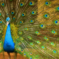 Colorful Peacocks Impress Females with Good Vibes