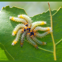 These Bugs Produce Smelly Defenses That Need to Be Heard to Be Believed