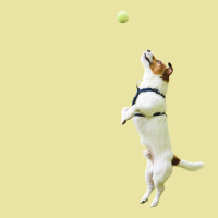 Dogs Like Motion That Matches Sound