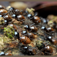 Loss of Large Mammals Stamps Out Invertebrates, Too