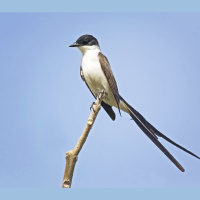 Fluttering Feathers Could Spawn New Species