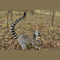 Male Lemurs Are Masters of Musk