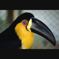 Bird Beak Shapes Depend on More Than Diet