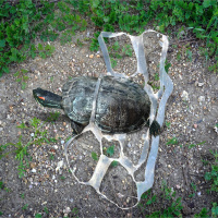 Imperiled Freshwater Turtles Are Eating Plastics--Science Is Just Revealing the Threat