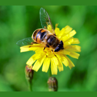 Bees Prefer Flowers That Proffer Nicotine