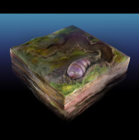 Tiny Wormlike Creature May Be Our Oldest Known Ancestor