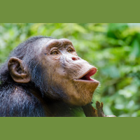 Human Speech Evolution Gets Lip-Smacking Evidence