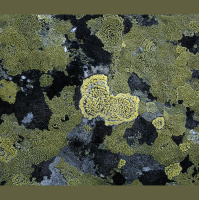 Some Lichen Fungi Let Genes Go Bye