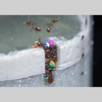 Freeloading Ants Help the Workflow