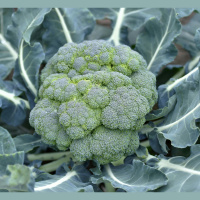Aversion to Broccoli May Have Genetic Roots