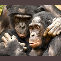 Bonobo Mothers Supervise Their Sons Monkey Business