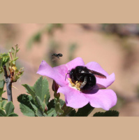 Utahs Deserts Are Bee Hotspots 