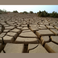 Southwests Conifers Face Trial by Climate Change