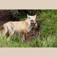 Foxes Have Dined on Our Leftovers for 30,000 Years