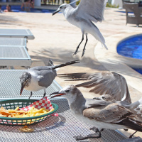 Stare Down Gulls to Avoid Lunch Loss