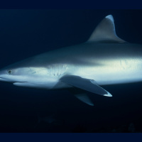 Shark Fins Contain Toxic One–Two Punch