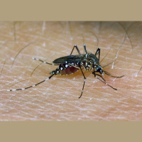 Human Diet Drugs Kill Mosquitoes Appetite, Too