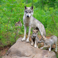 How the Wolves Change the Forest