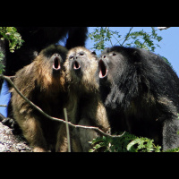 Howler Monkeys Trade Testicles for Decibels