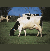 Feed Additive Squelches Ruminants Methane Belches